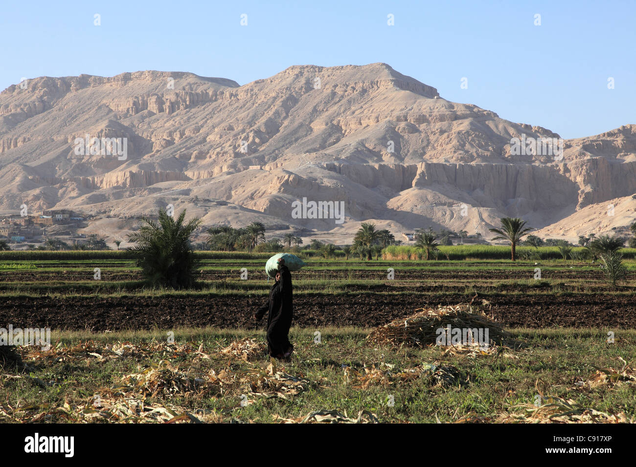 There is rich fertile land along the flood plain of the River Nile and crops are cultivated in