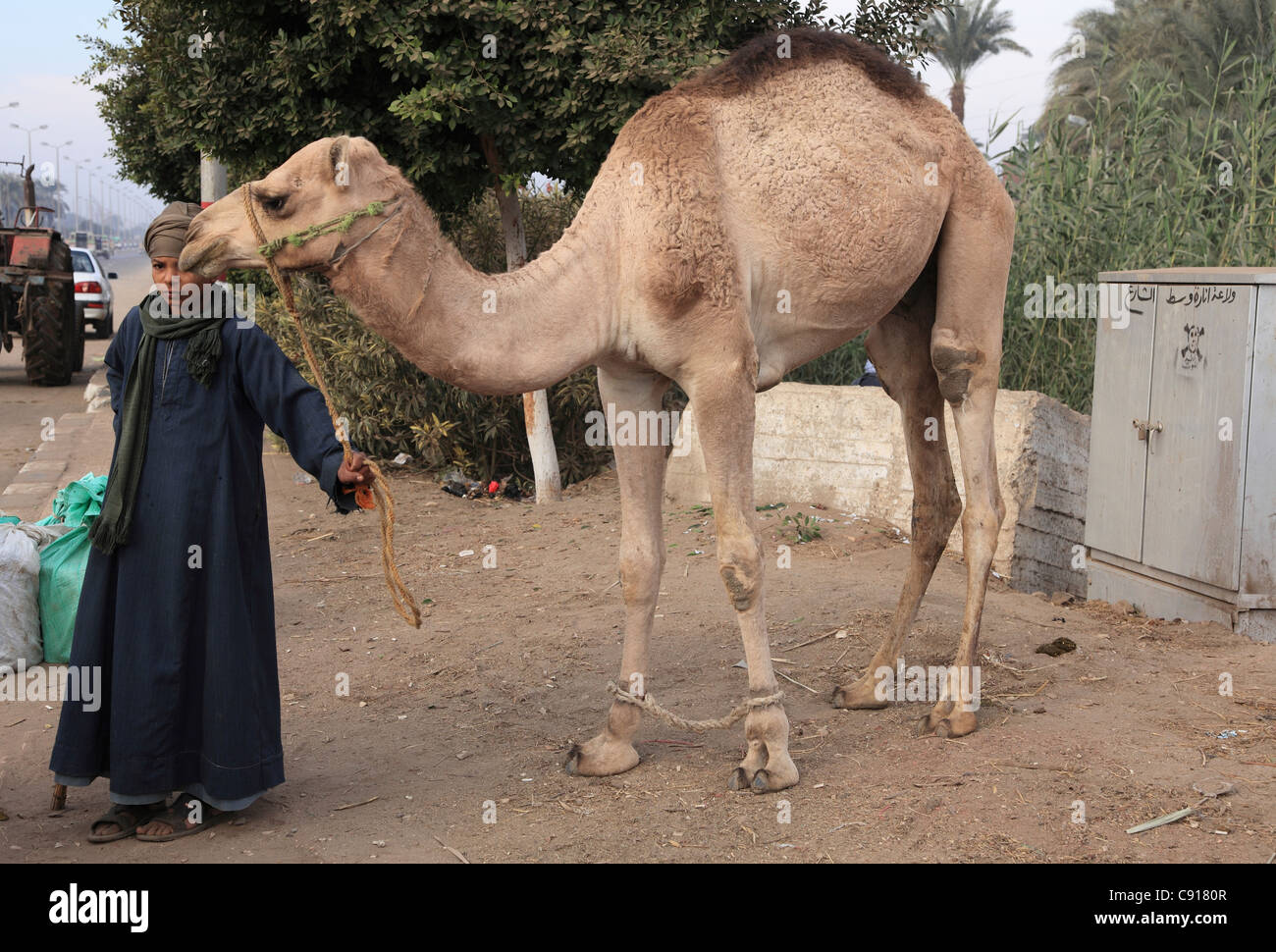 Camels are highly prized and valuable animals in Egypt. They are traded