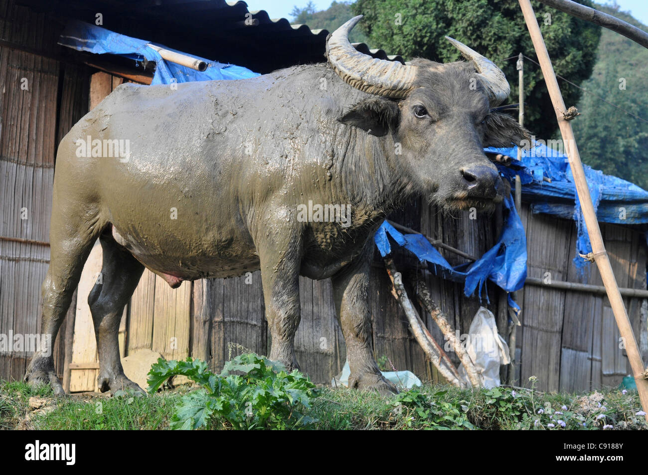 Pulling buffalo hires stock photography and images Alamy