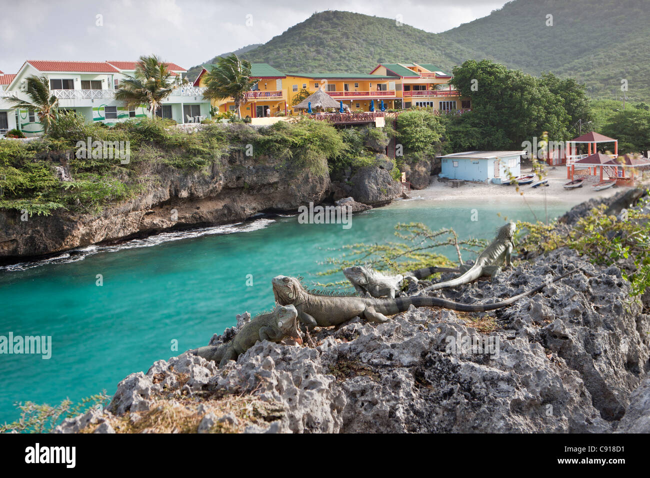 Curacao, Caribbean island, Netherlands since 2010. Playa Lagun. Green Iguana on rocks. holiday houses and beach. Stock Photo