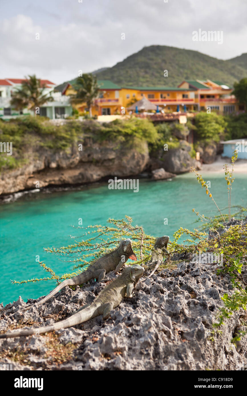 Curacao, Caribbean island, Netherlands since 2010. Playa Lagun. Green Iguana on rocks. holiday houses and beach. Stock Photo