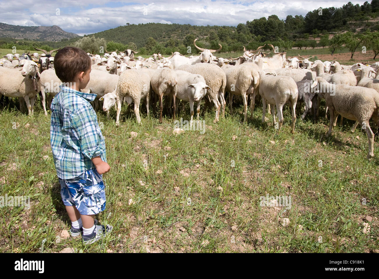 Goats and sheep are raised in large herds around the village of Albace
