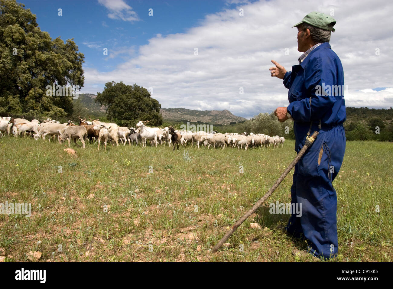 Goat herds and herder hires stock photography and images Alamy