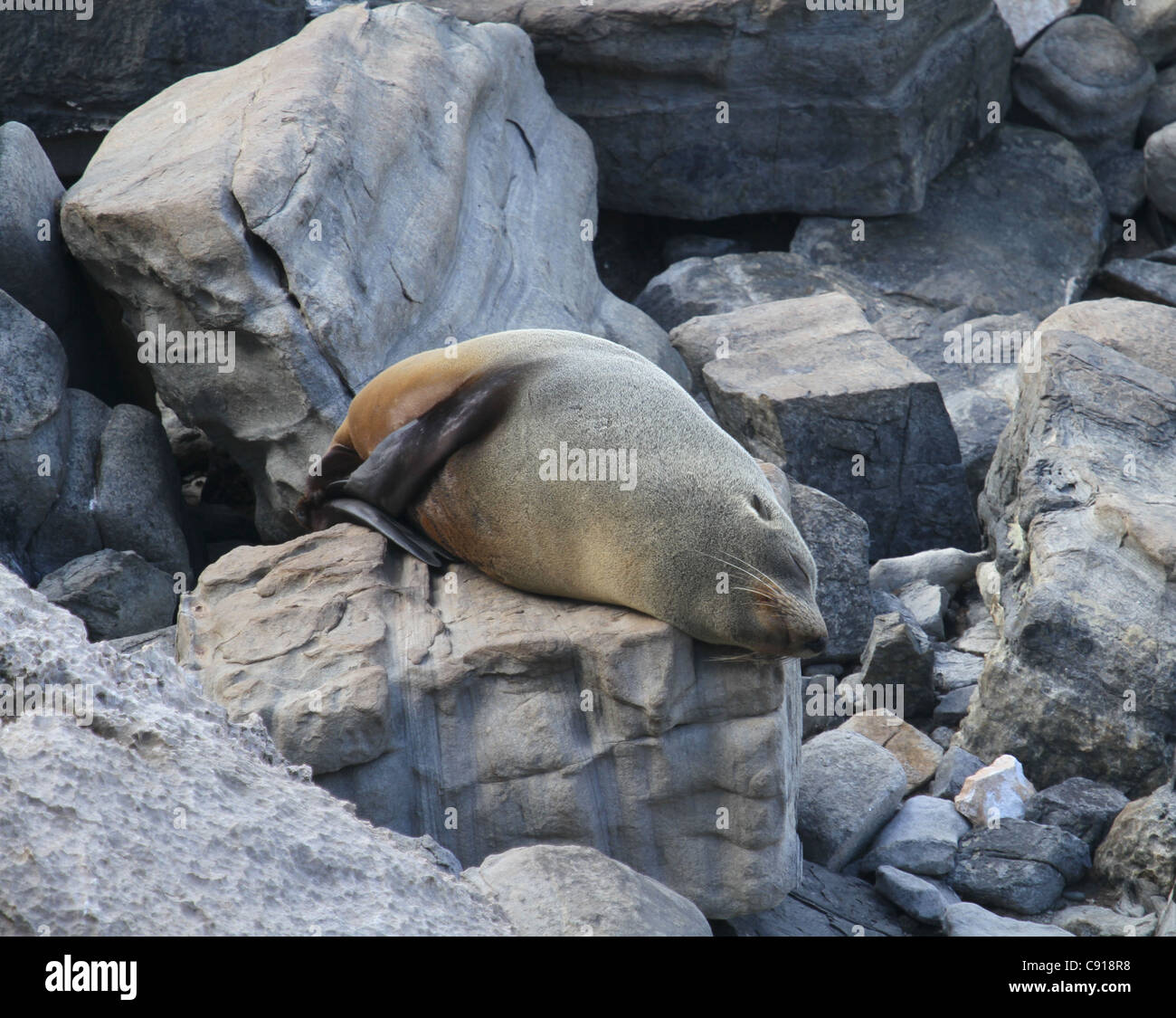 New Zealand Fur Seal sleeping on rocks Stock Photo - Alamy