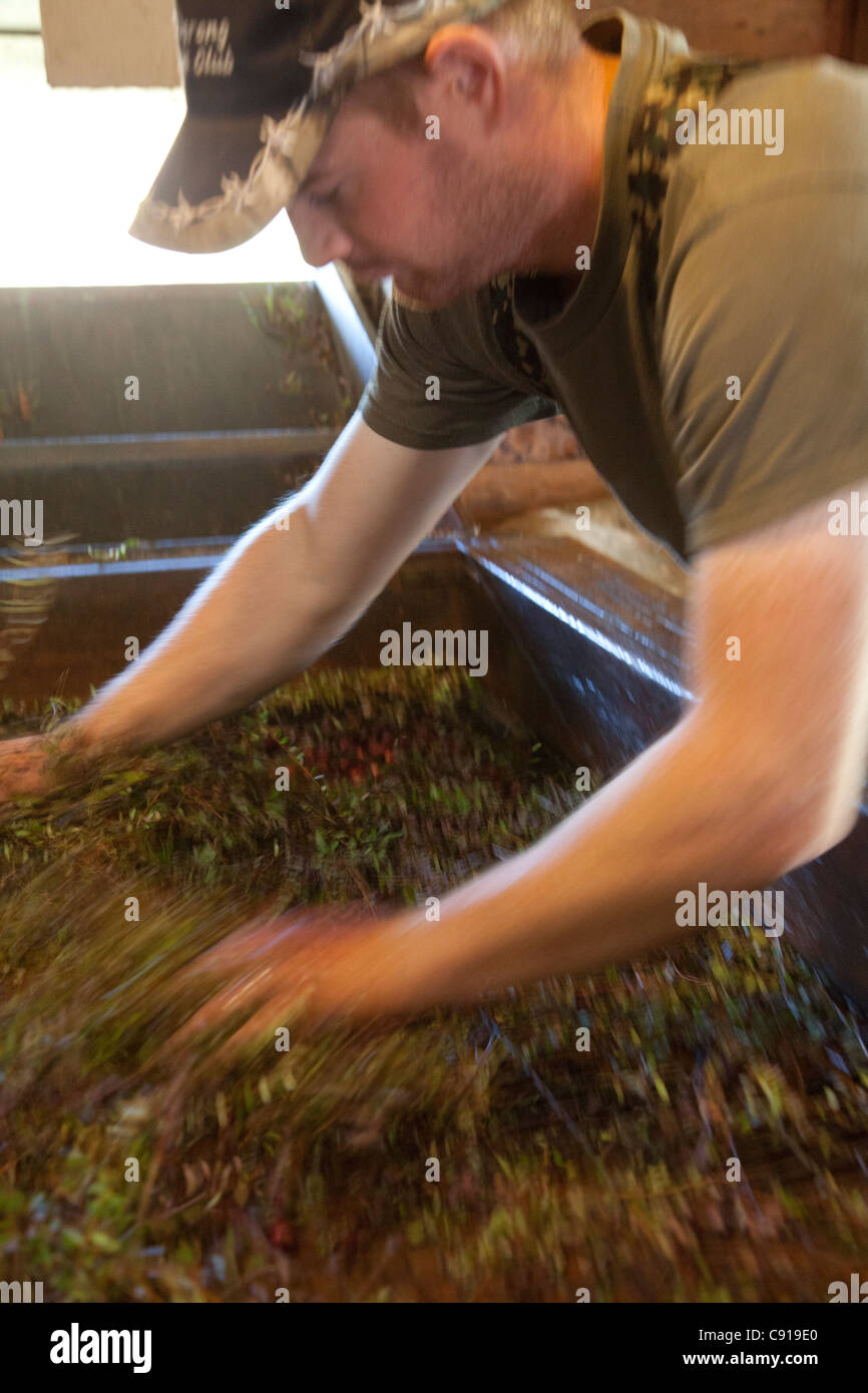 Man separating the cranberries from the vines in machine. Stock Photo