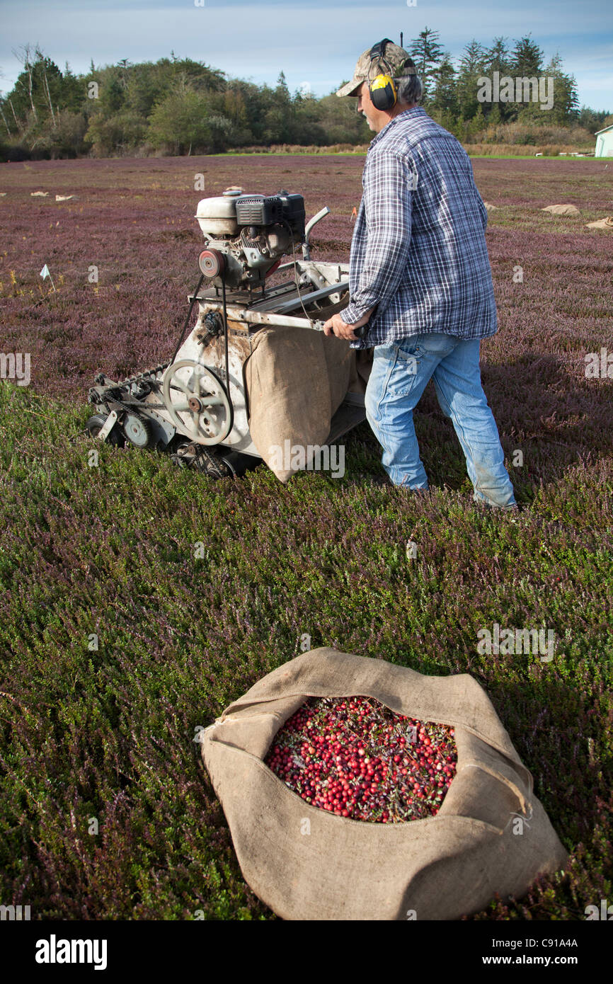 Farmer using machine to harvest Cranberries Stock Photo Alamy