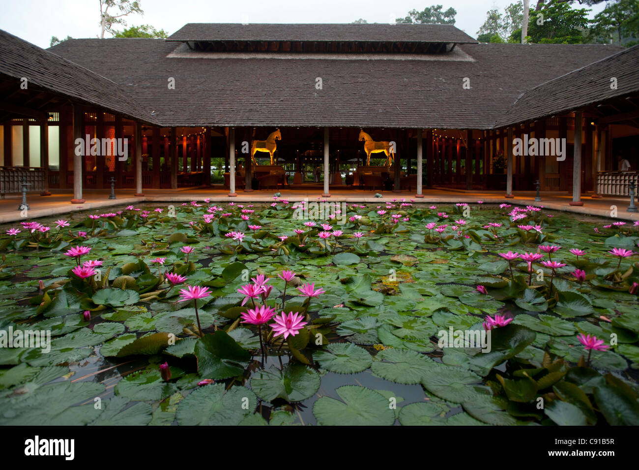 Water lily pond at the Datai Resort, Lankawi Island, Malaysia, Asia Stock Photo