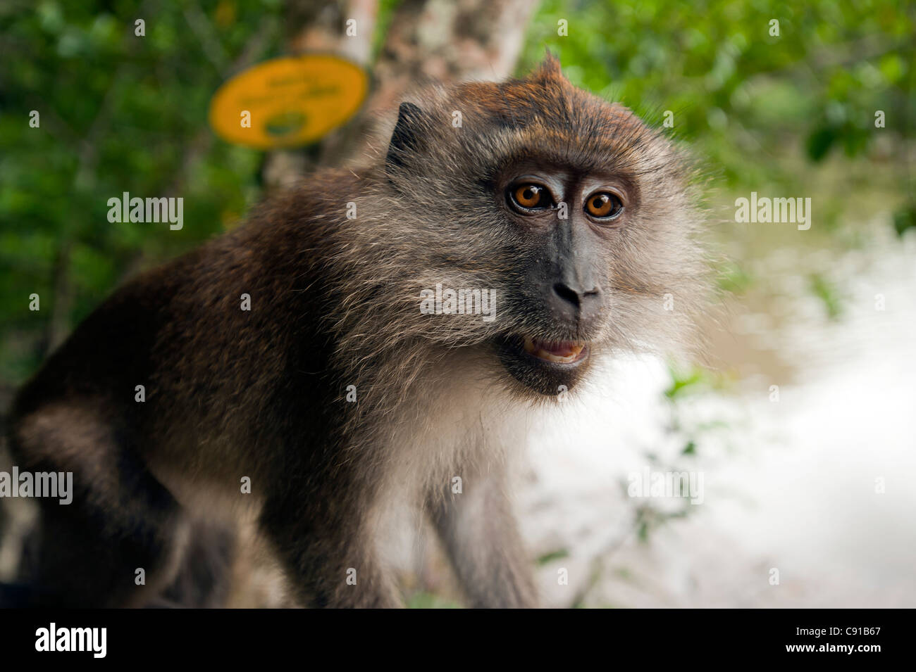 Monkey at entrance to Bat Cave, Kilim Geoforest Park in the north-east of Lankawi Island, Malaysia, Asia Stock Photo