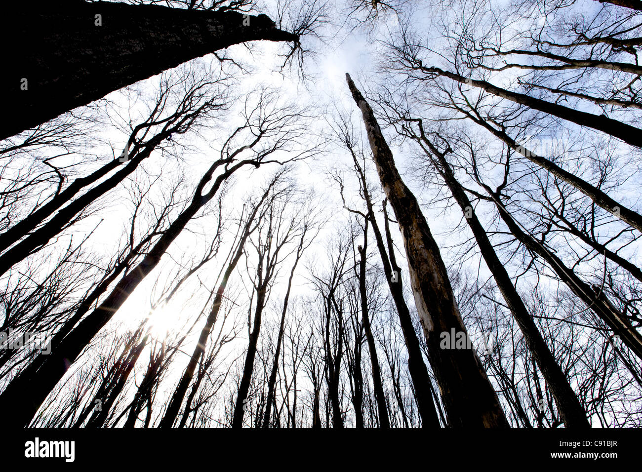 Silhouette of Trees Against a Blue Sky Stock Photo - Alamy