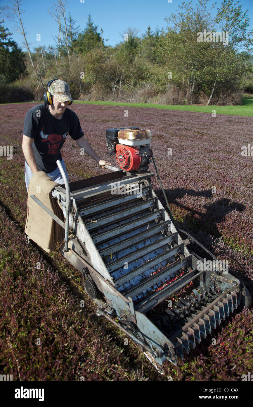 Man operating a cranberry harvesting machine Stock Photo Alamy