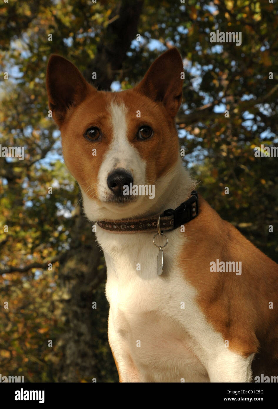 The ancient Central African breed of hunting dog, the Basenji. An attractive, highly independent and intelligent dog Stock Photo