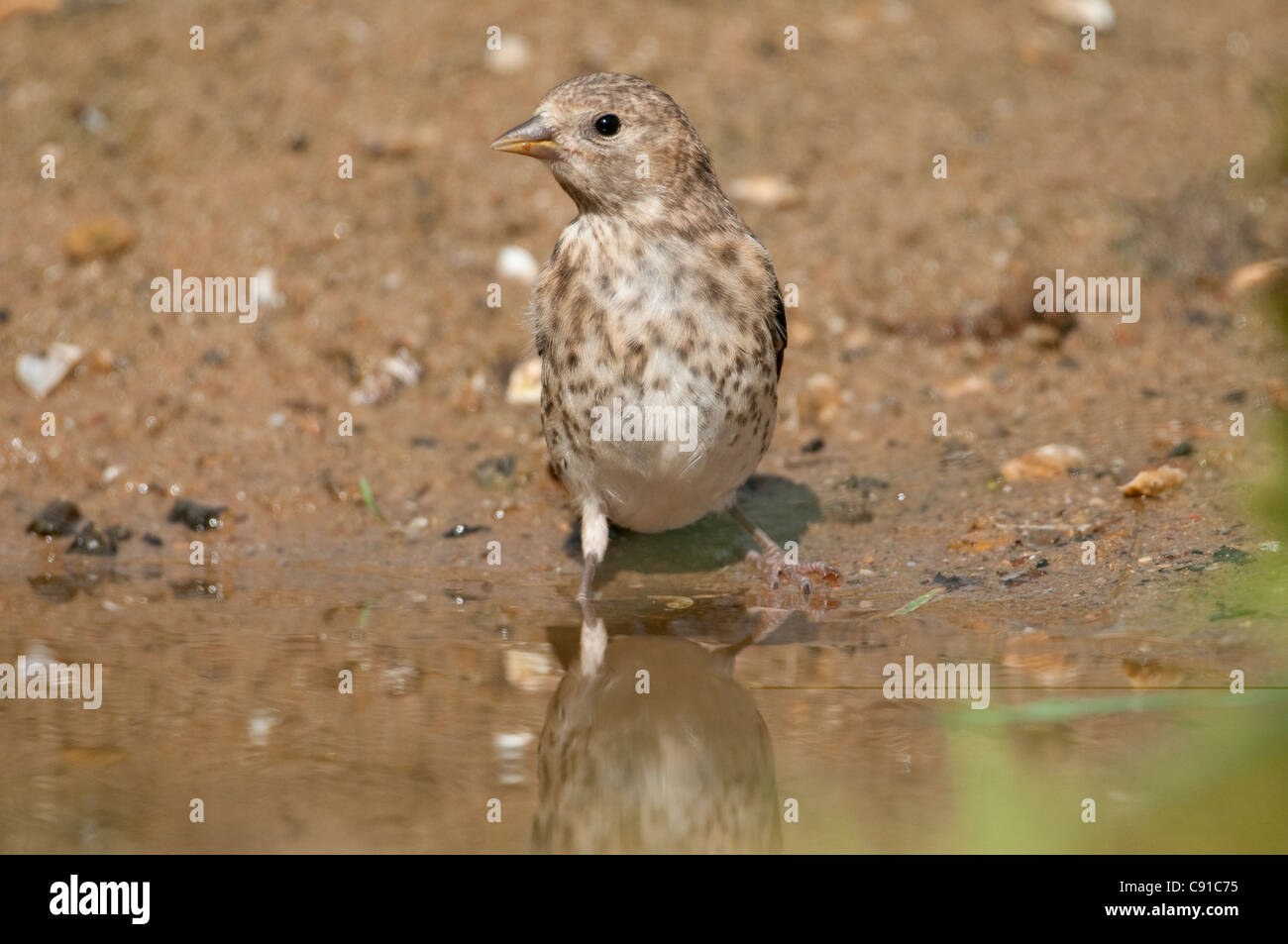 young goldfinch ready to take a drink Stock Photo