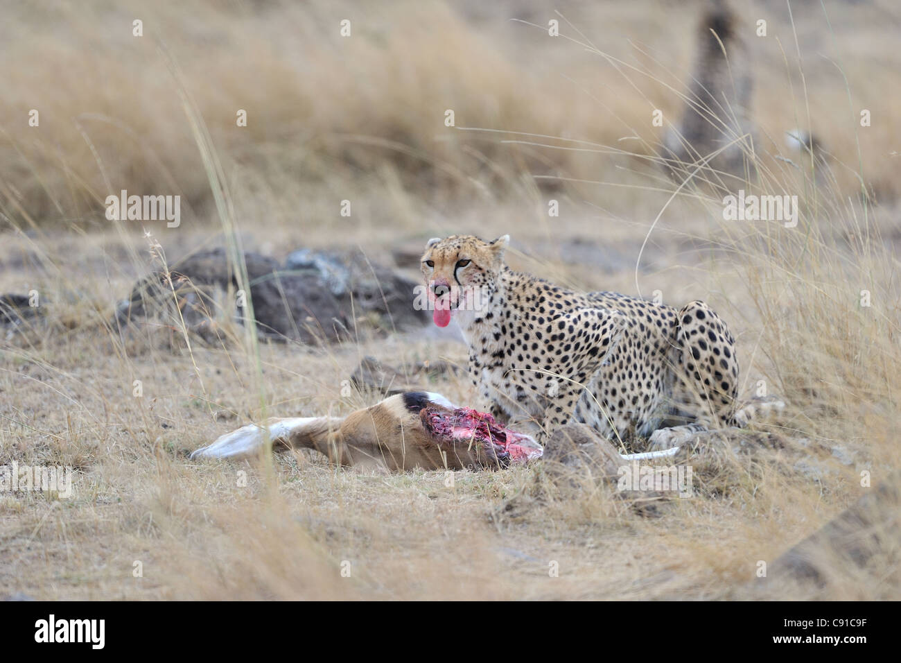 Cheetah (Acinonyx jubatus) female eating just killed Thomson's gazelle Maasai Mara - Kenya Stock Photo