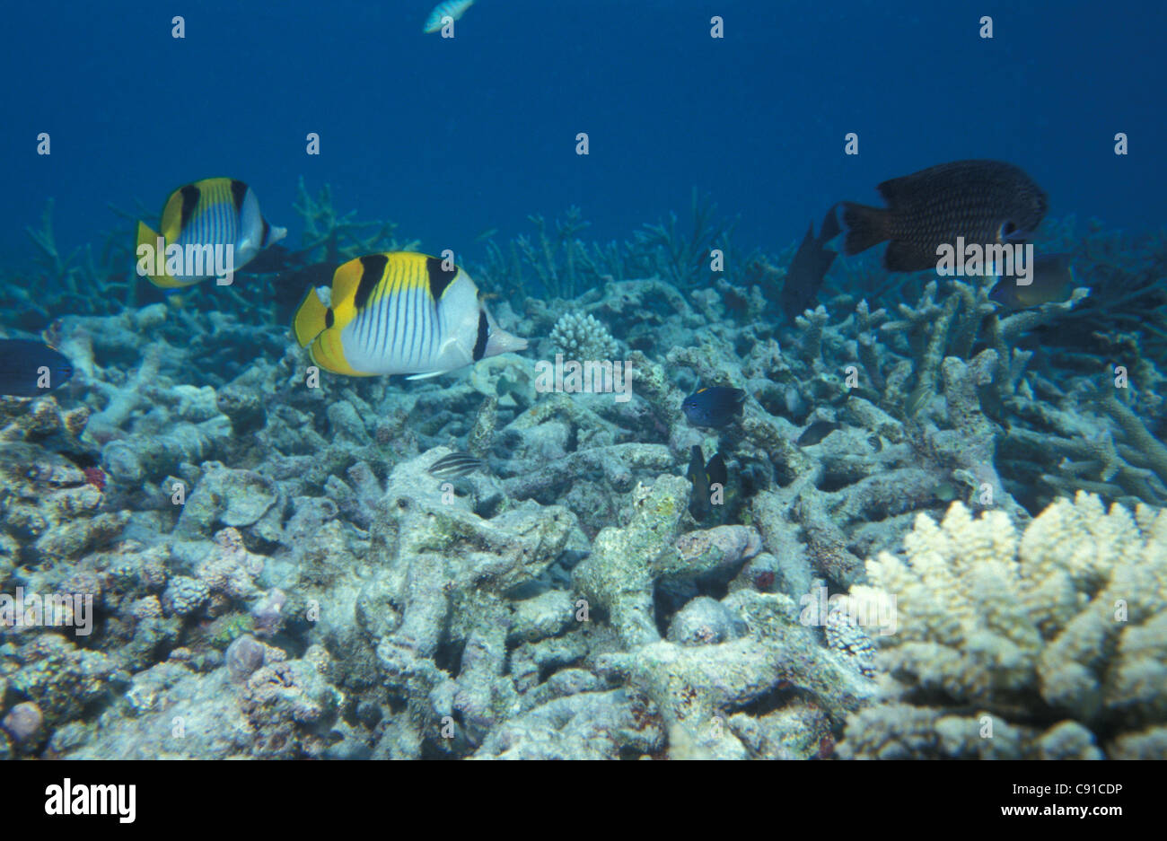 Double saddled Butterflyfish - Black-wedged Butterflyfish - Saddleback butterflyfish (Chaetodon falcula) swimming on coral reef Stock Photo