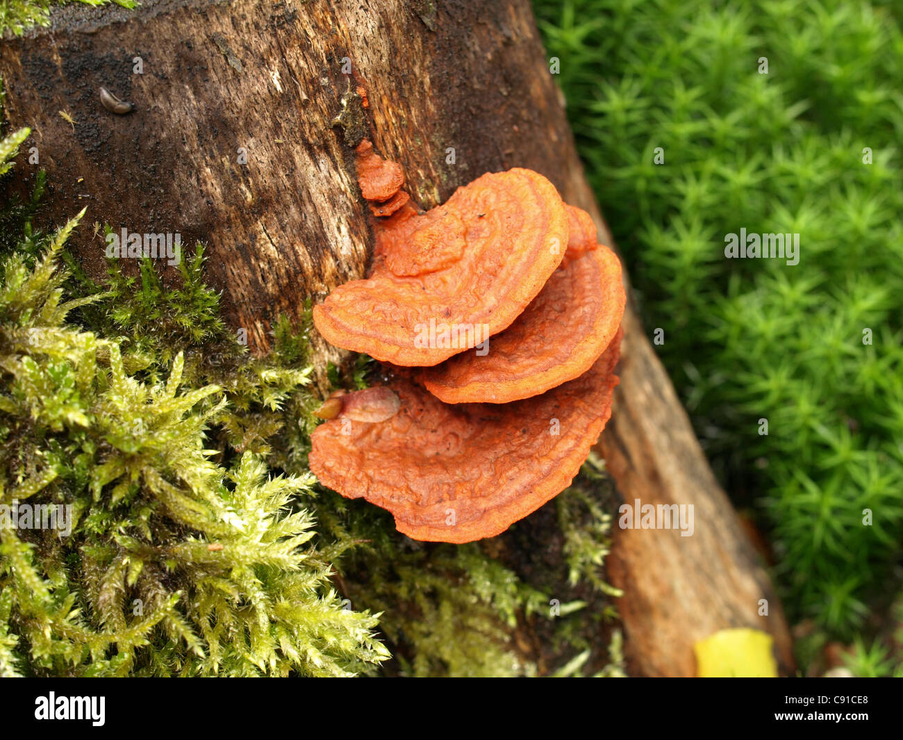 Pycnoporus sinnabarius on a tree trunk / Zinnoberrote Tramete / Zinnoberschwamm / Zinnobertramete Stock Photo
