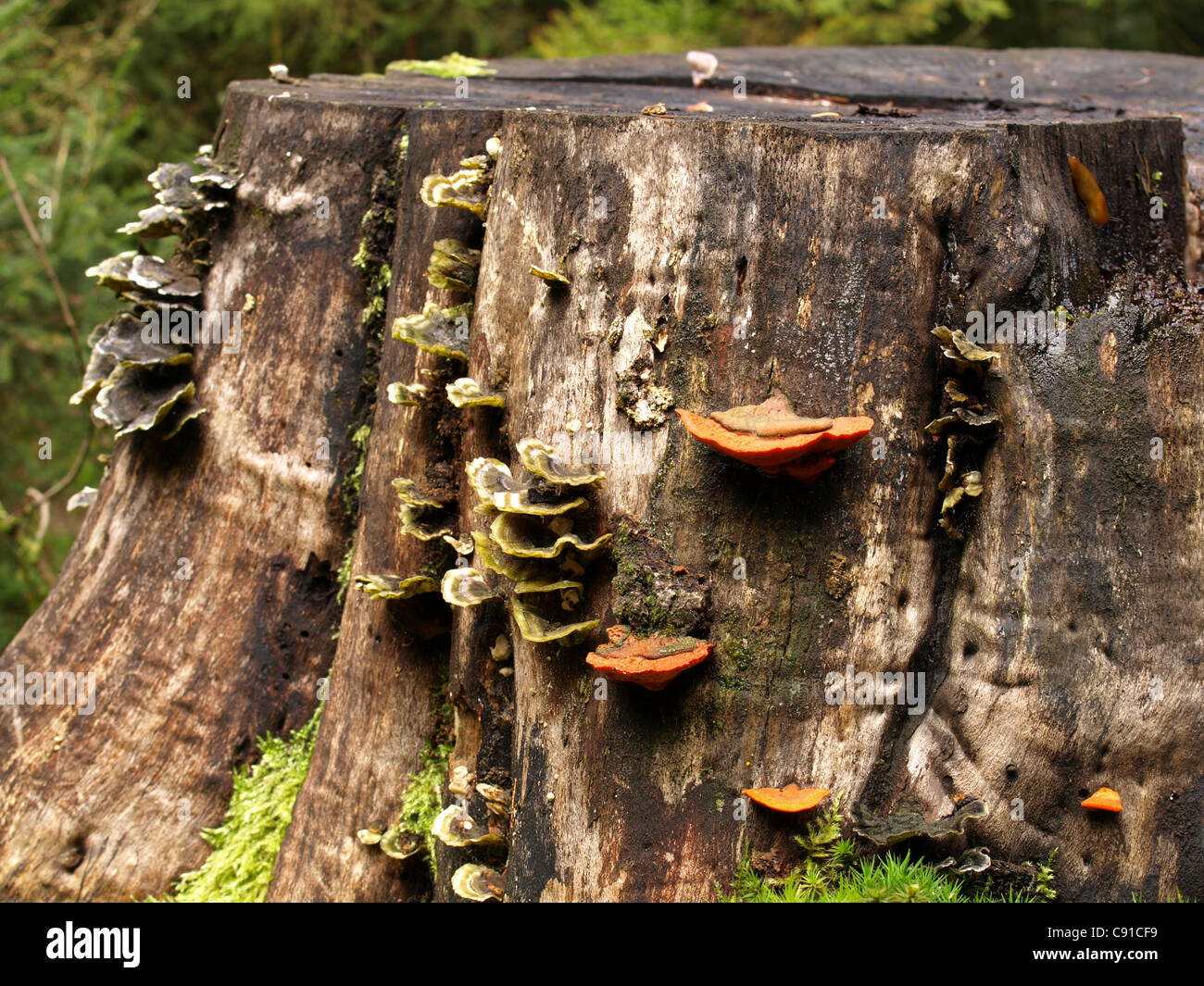 Pycnoporus cinnabarius and Coriolus versicolor / Polyporus versicolor / Trametes versicolor on a tree trunk Stock Photo