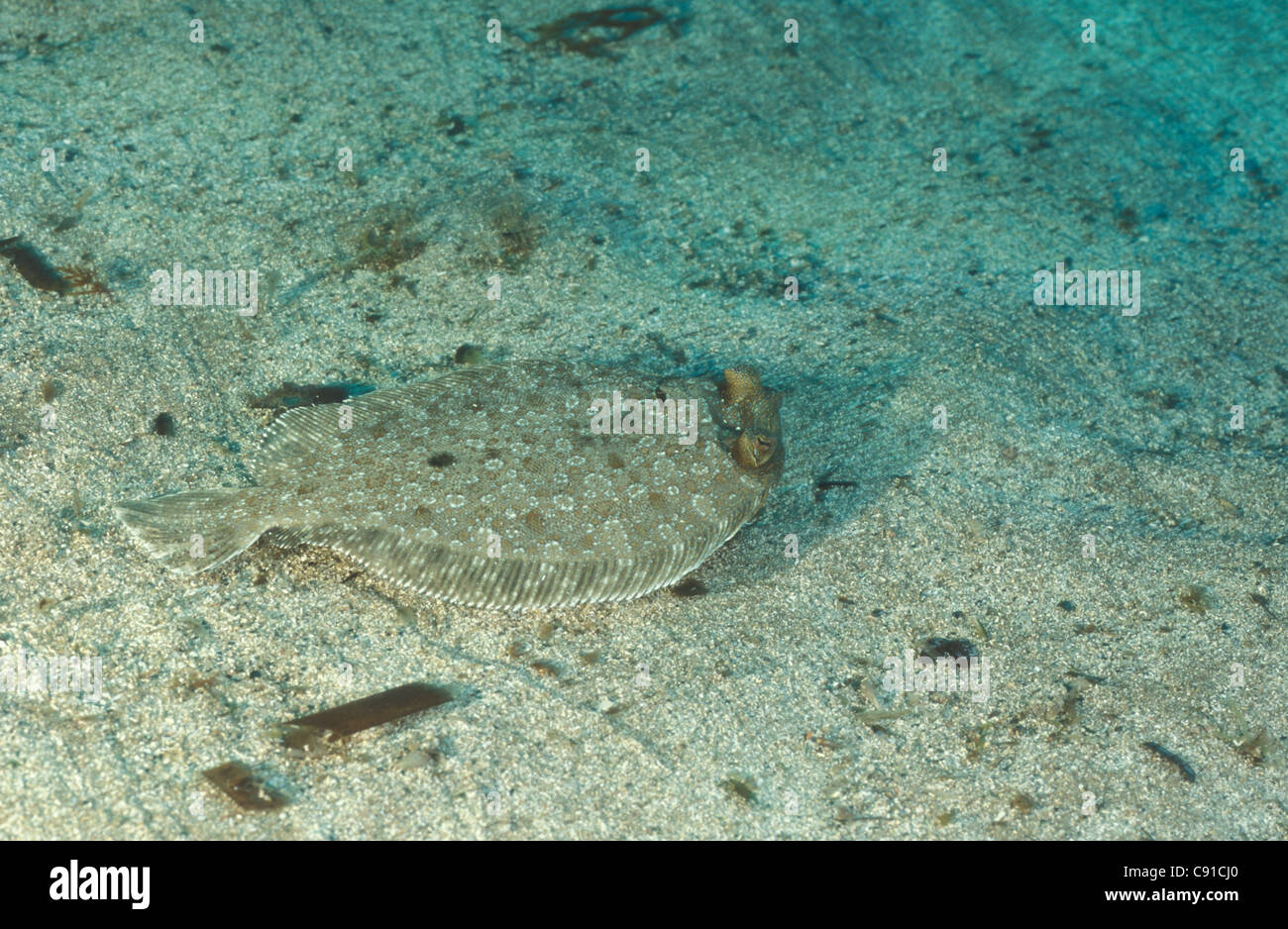 Flounder swimming hires stock photography and images Alamy