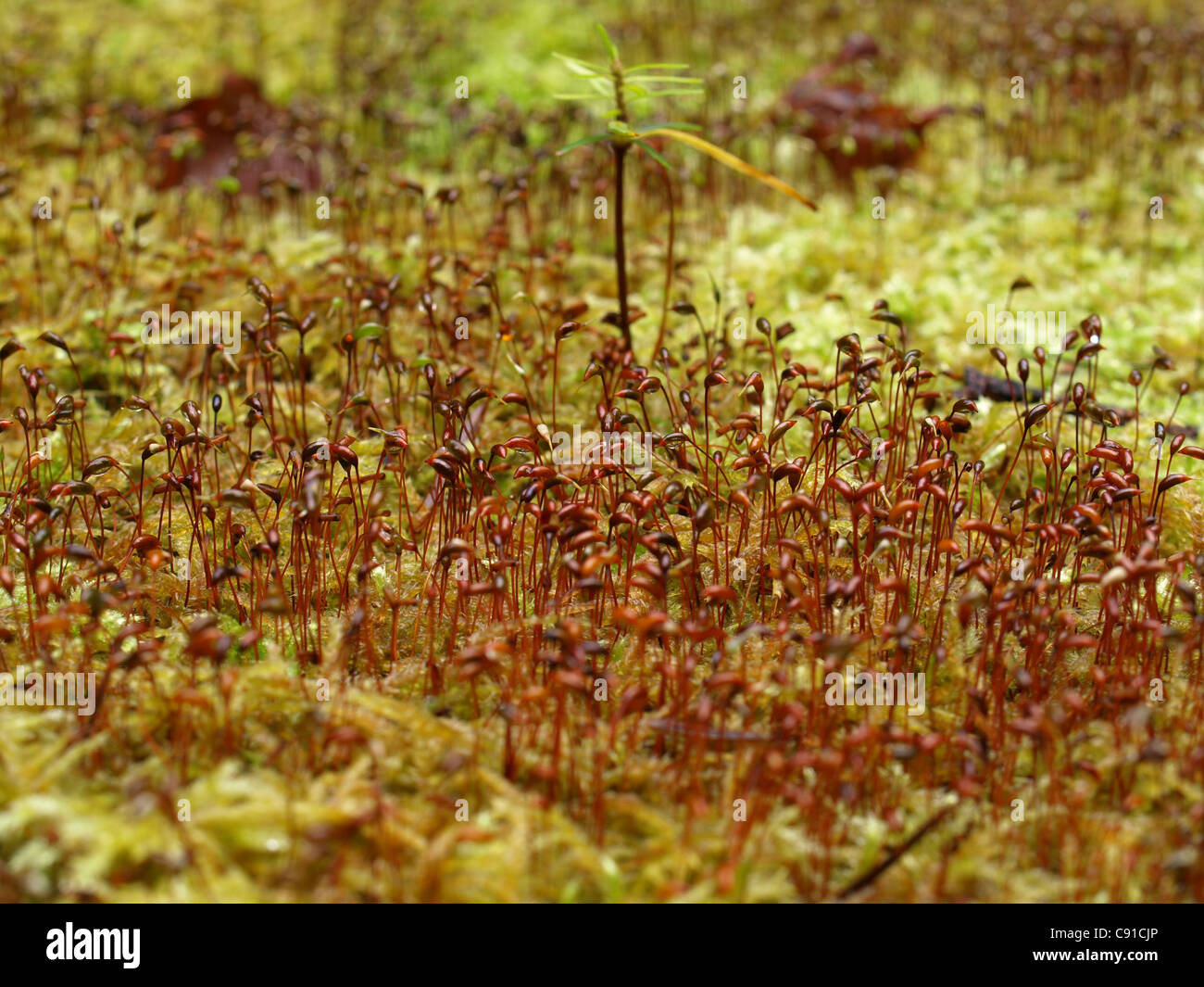 Haircap moss / Hair moss / Star moss / Polytrichum formosum / Schönes Frauenhaarmoos / Schönes Widertonmoos Stock Photo