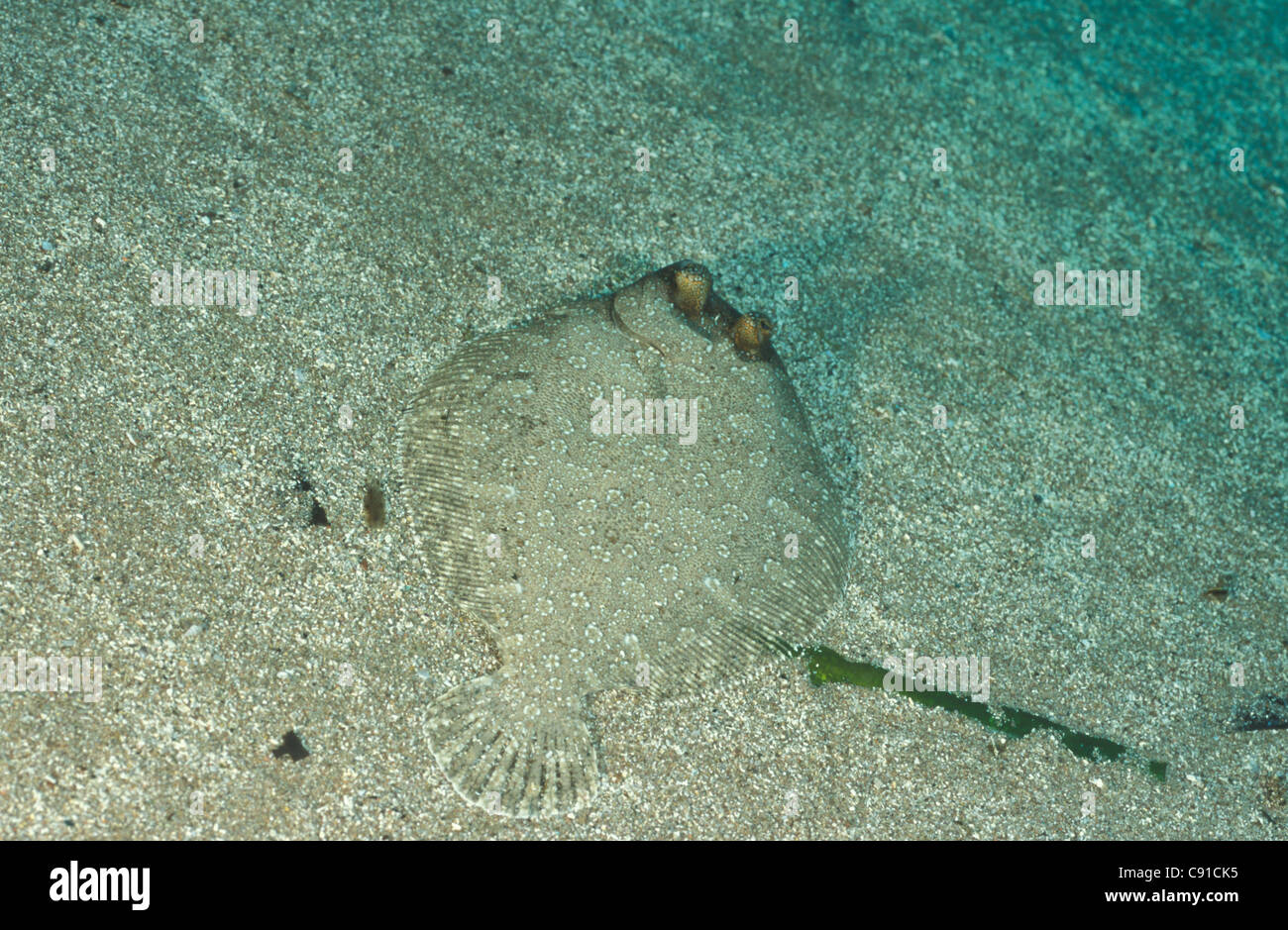 Flounder swimming hires stock photography and images Alamy
