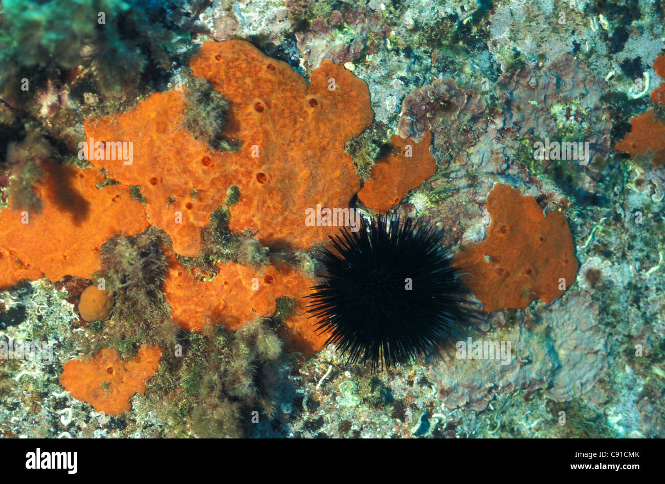 Orange-red encrusting sponge (Crambe crambe) with Black sea-urchin (Arbacia lixula) Mediterranean sea Stock Photo