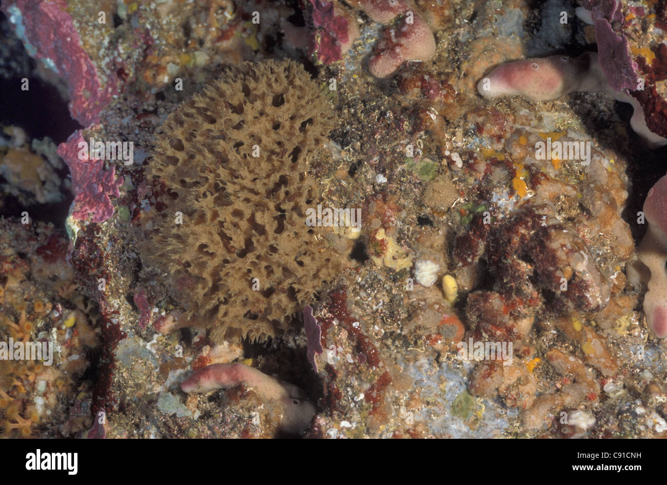 White prickly sponge (Pleraplysilla spinifera) Mediterranean sea Stock Photo