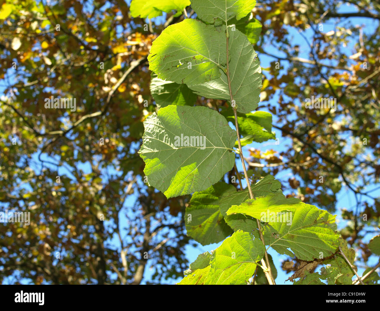 hazelnut knot with leaves, oak tree, blue sky / Ast eines