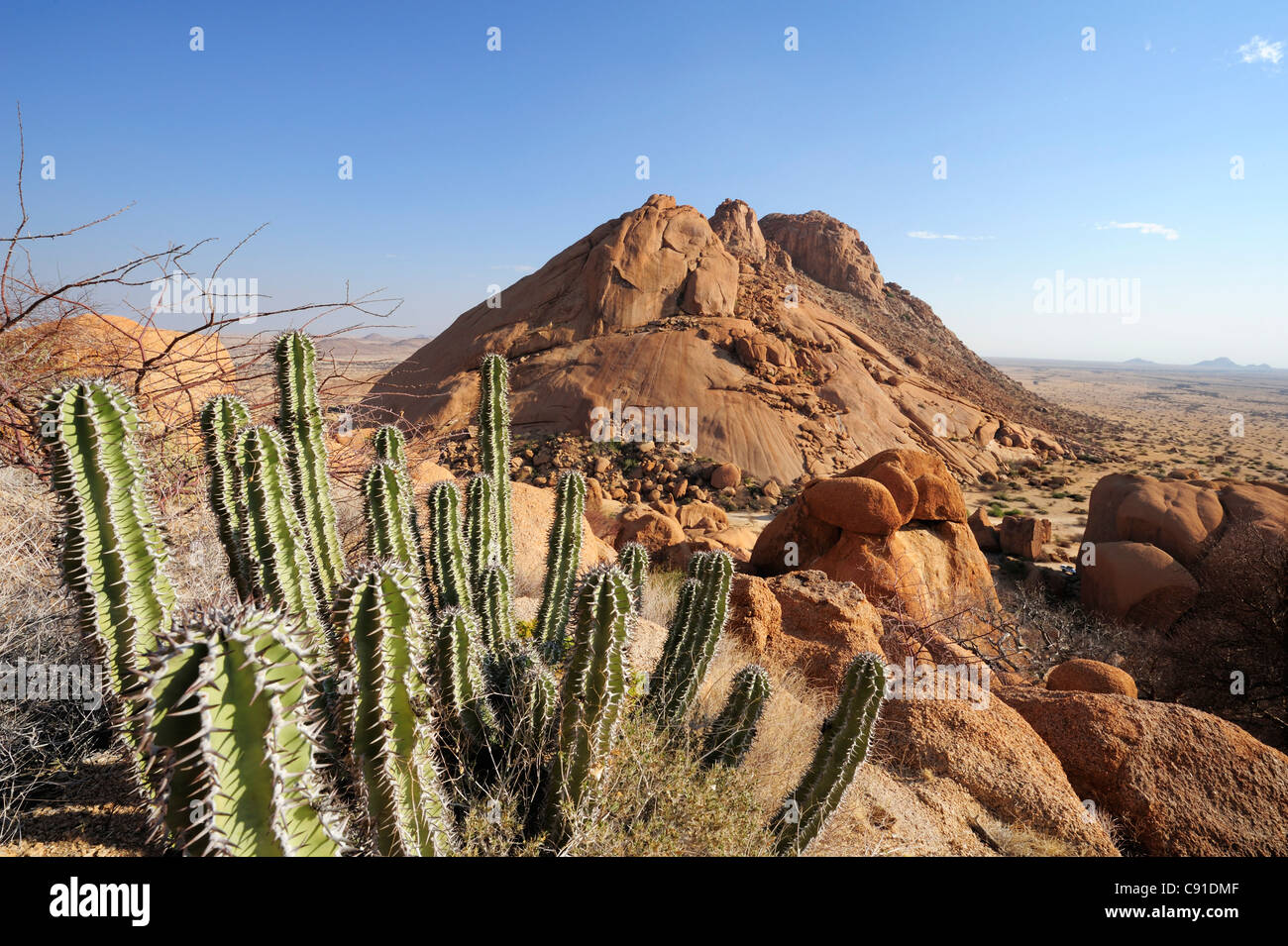 Succulent Euphorbia virosa in front of red granite mountains and balancing rock, Spitzkoppe, Namibia Stock Photo