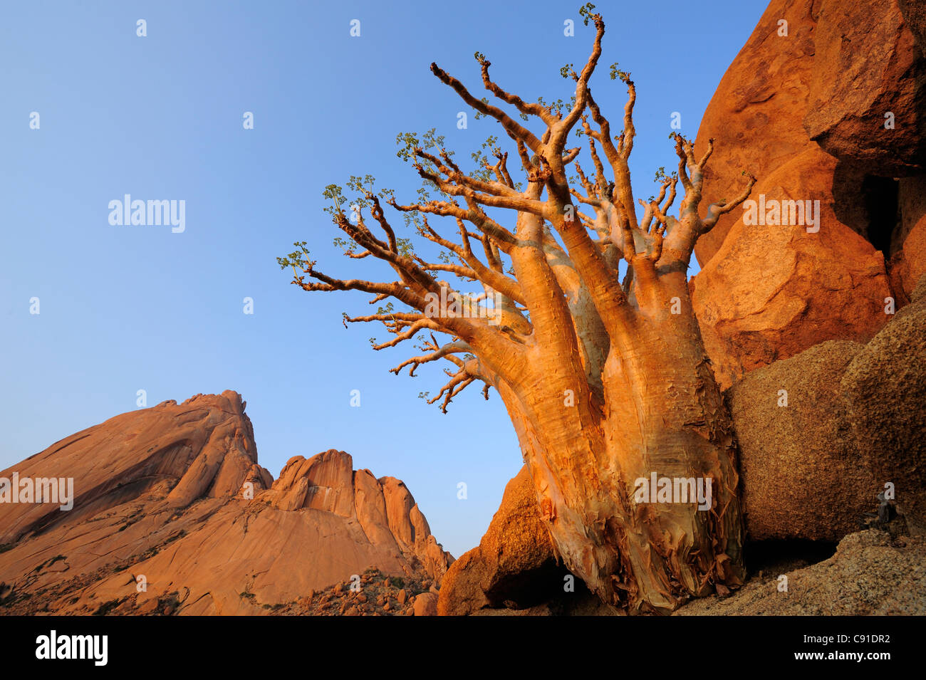 Wild grape in front of Great Spitzkoppe, Cyphostemma juttae, Great Spitzkoppe, Namibia Stock Photo