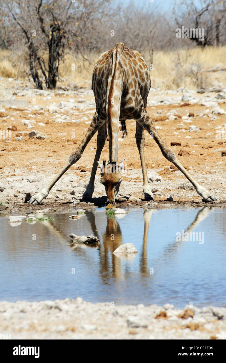 Giraffe drinking from waterhole, Giraffa camelopardalis, Etosha National Park, Namibia Stock Photo