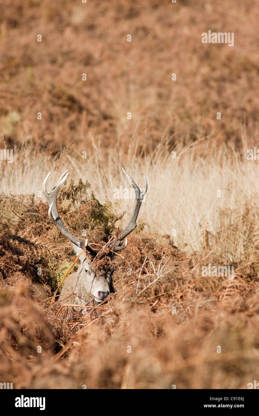 Red deer stag, Curvus elaphus, Richmond park, autumn/fall, Surrey, England, UK Stock Photo