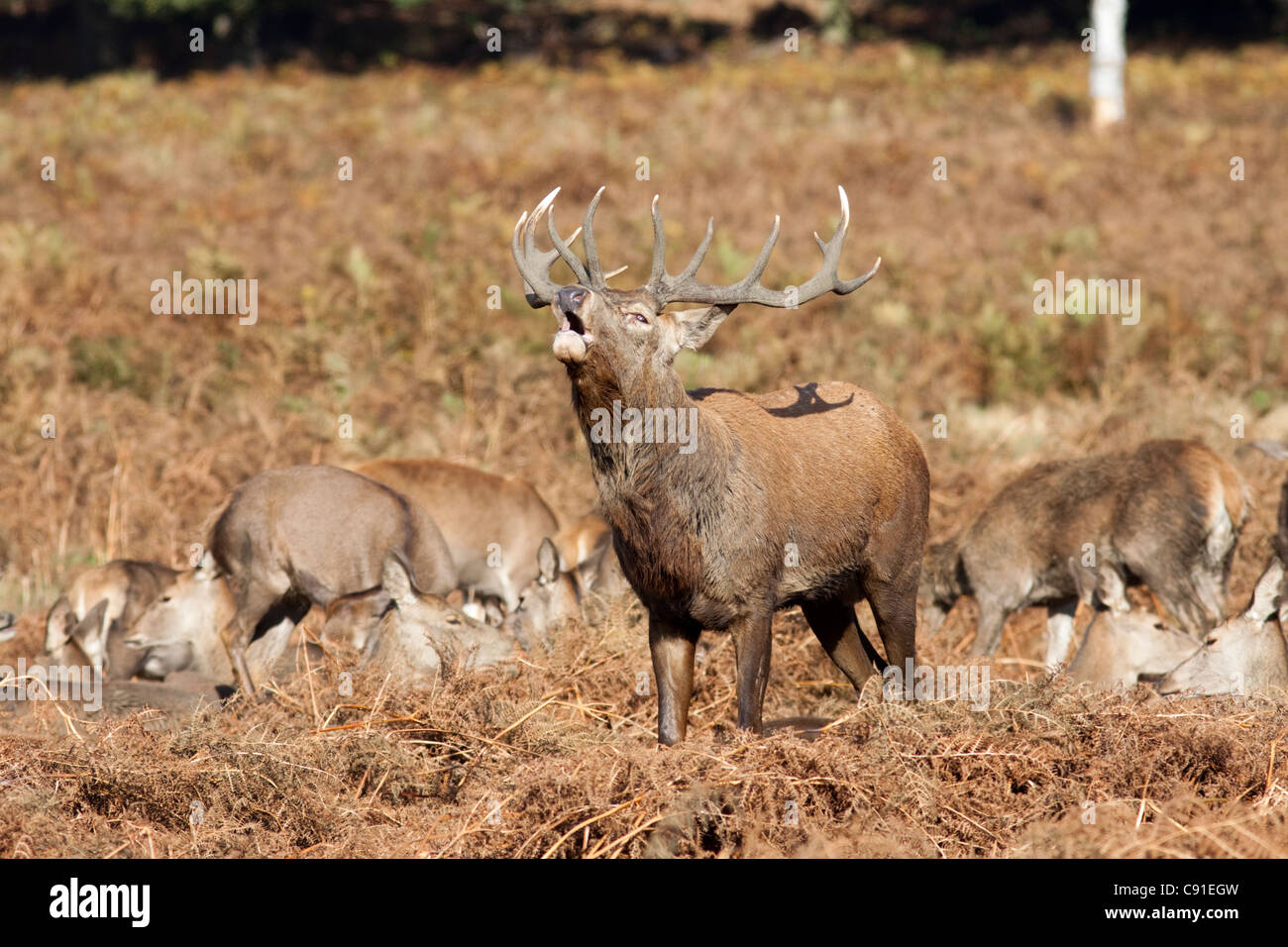 Red deer stag roaring/bellowing during the rut, Curvus elaphus, Richmond park, autumn/fall, Surrey, England, UK Stock Photo