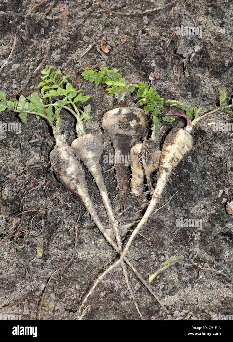 Parsnips in a garden Stock Photo