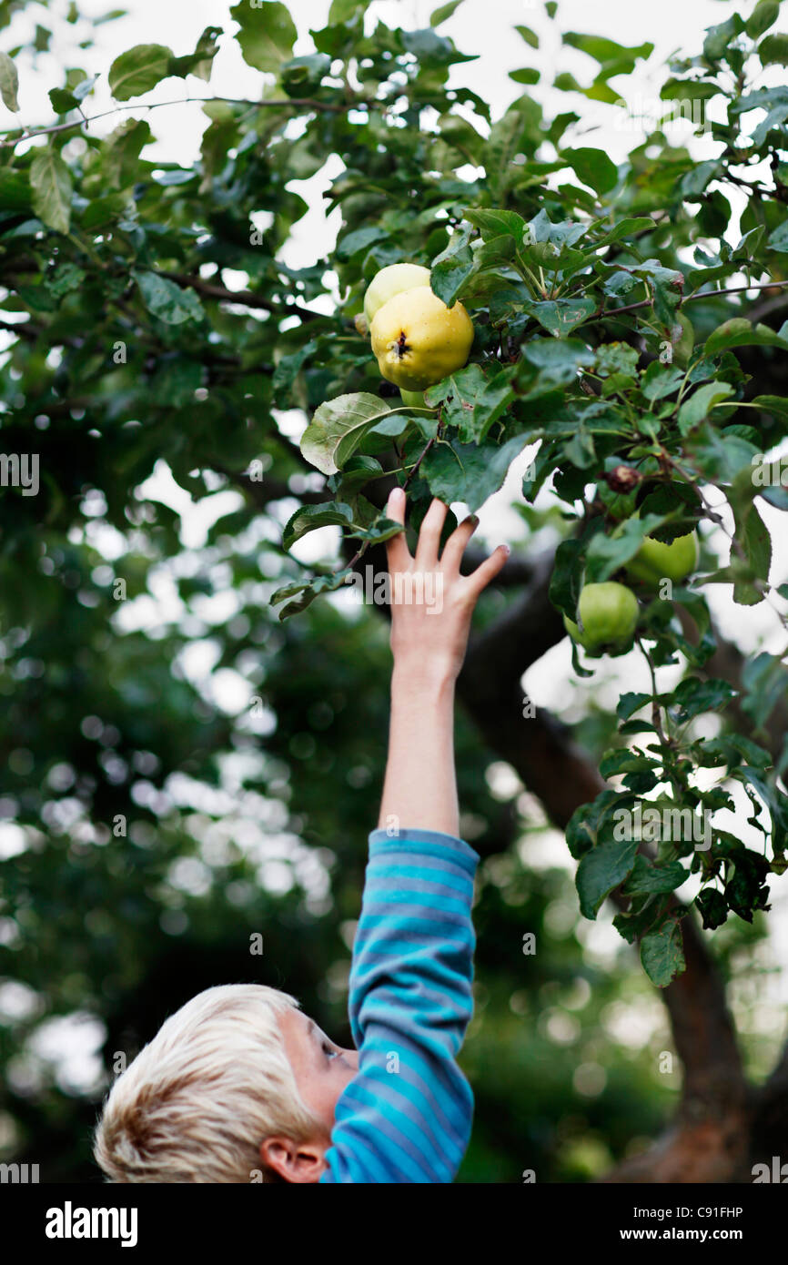 Boy picking fruit from tree Stock Photo Alamy