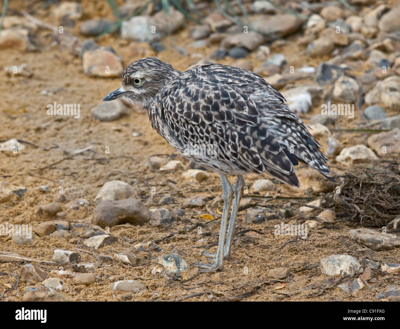 Spotted Dickkop (burhinus capensis) Stock Photo