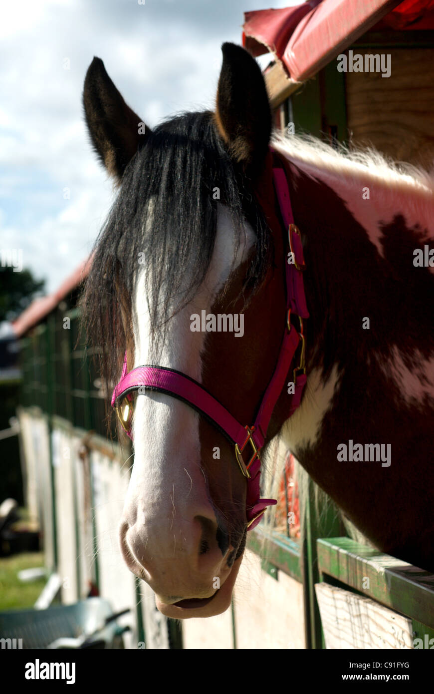 Close up image of head of piebald horse at the Edenbridge and Oxted Agricultural Show Stock Photo