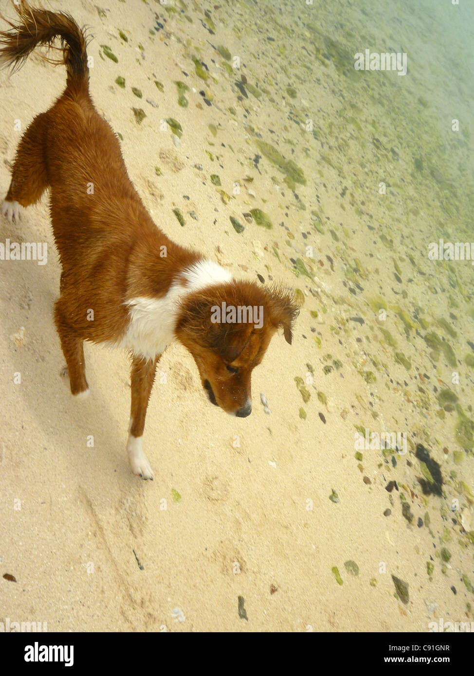 Dog cook islands hi-res stock photography and images - Alamy