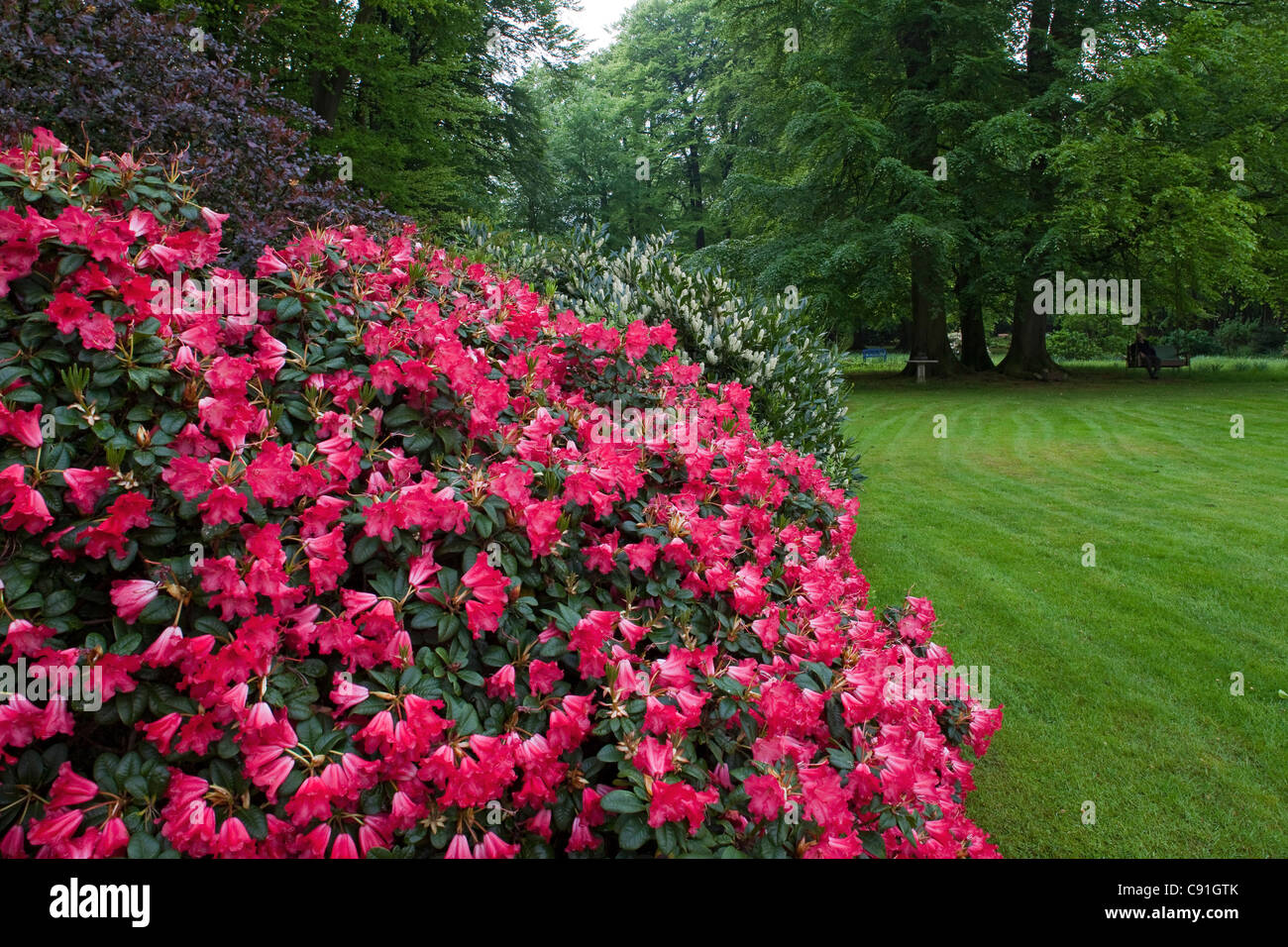 Flowering rhododendrons in a private garden von Duering, Horneburg, Lower saxony, Germany Stock Photo