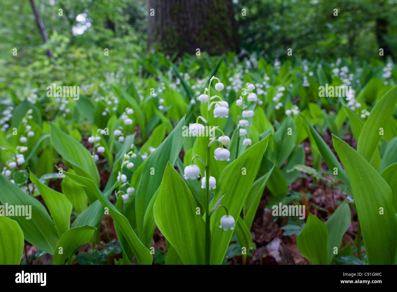 Lily of the valley tree hi-res stock photography and images - Alamy