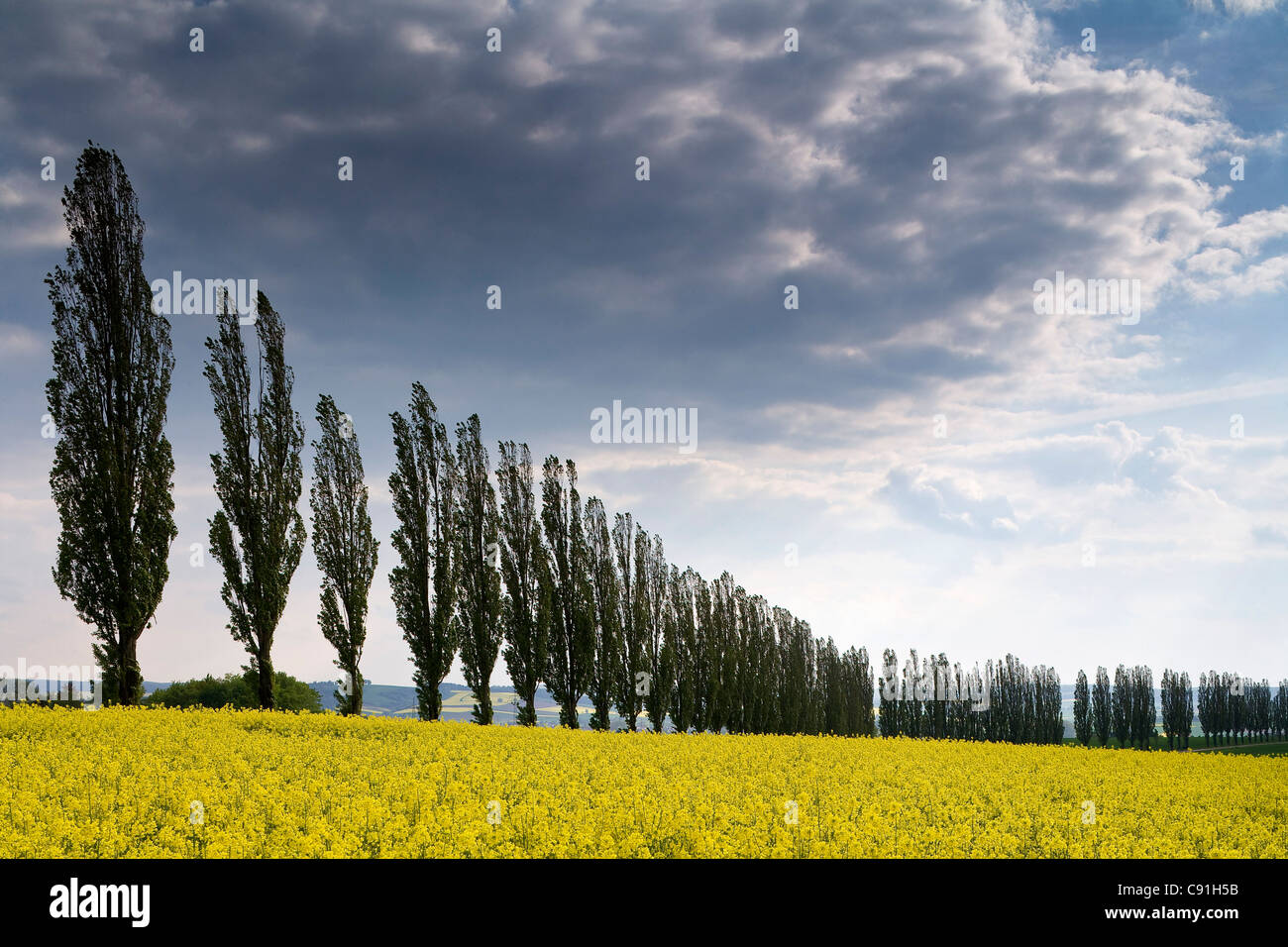 Canola field and alley under clouded sky, Eichsfeld, Lower Saxony, Germany, Europe Stock Photo