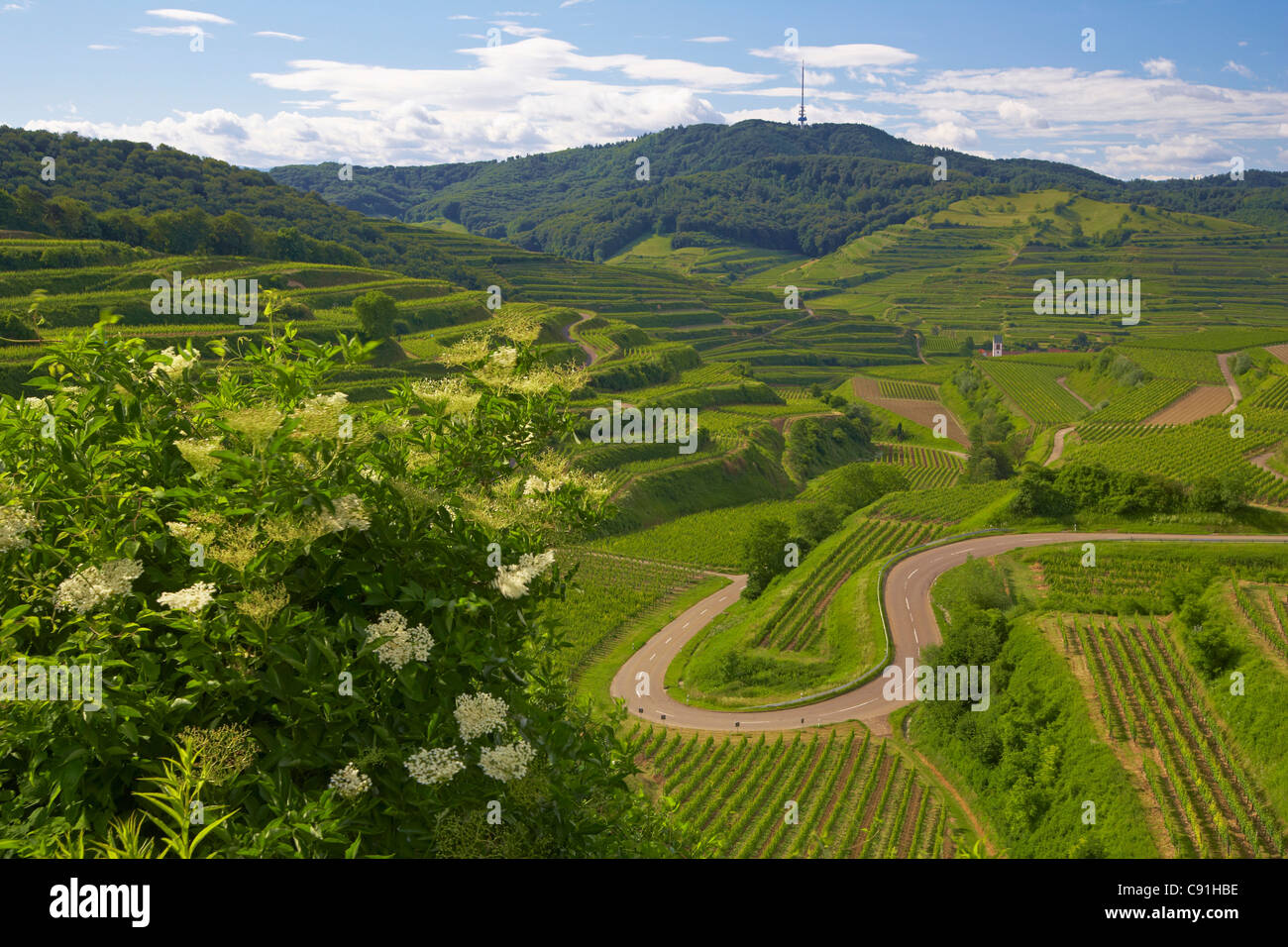 View over Vineyards at Oberbergen and Mountain Totenkopf, Kaiserstuhl, Baden-Wuerttemberg, Germany, Europe Stock Photo