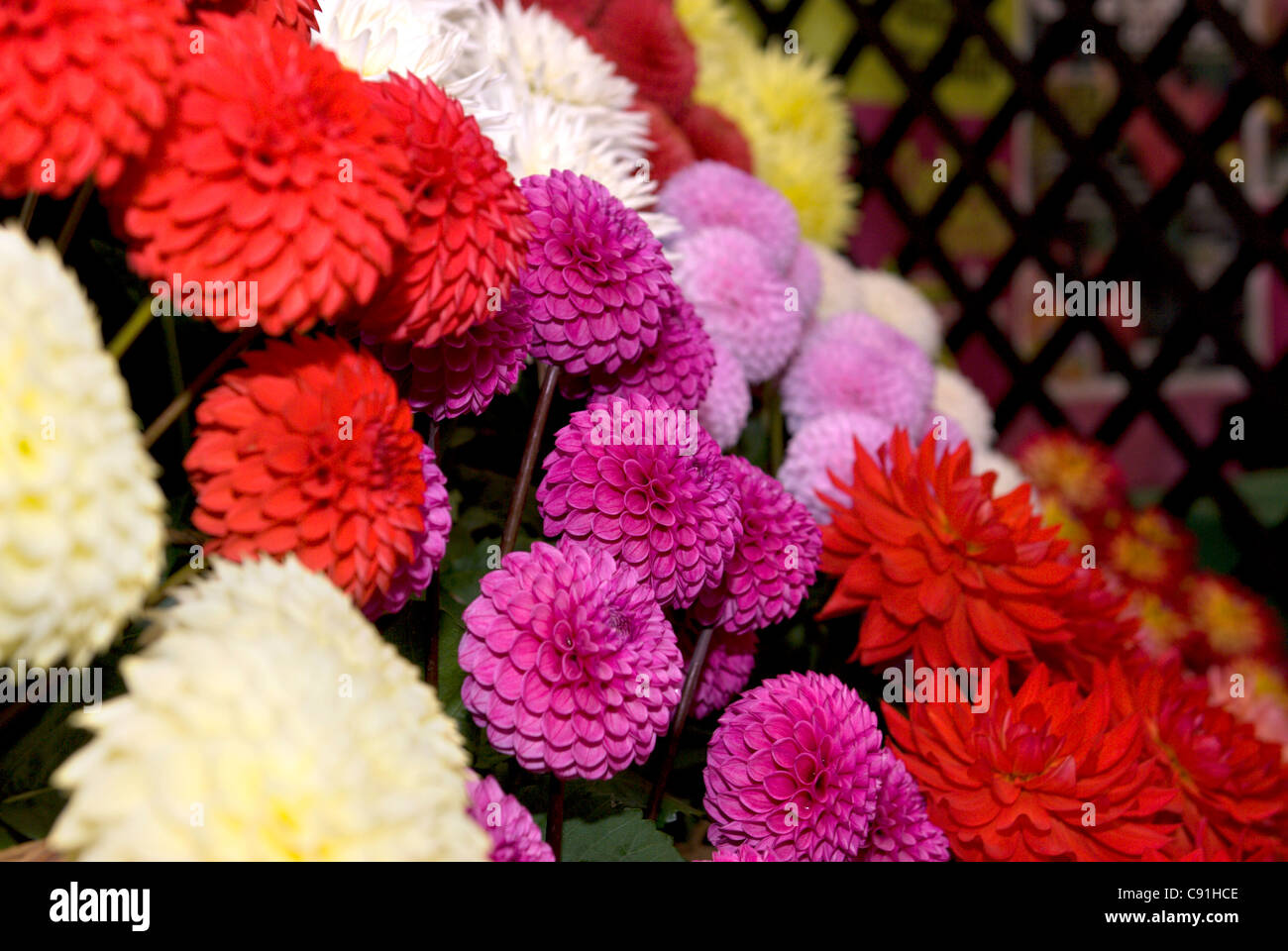 A colourful display of dahlias in the Horticultural Marquee at the Edenbridge and Oxted Agricultural Show Stock Photo