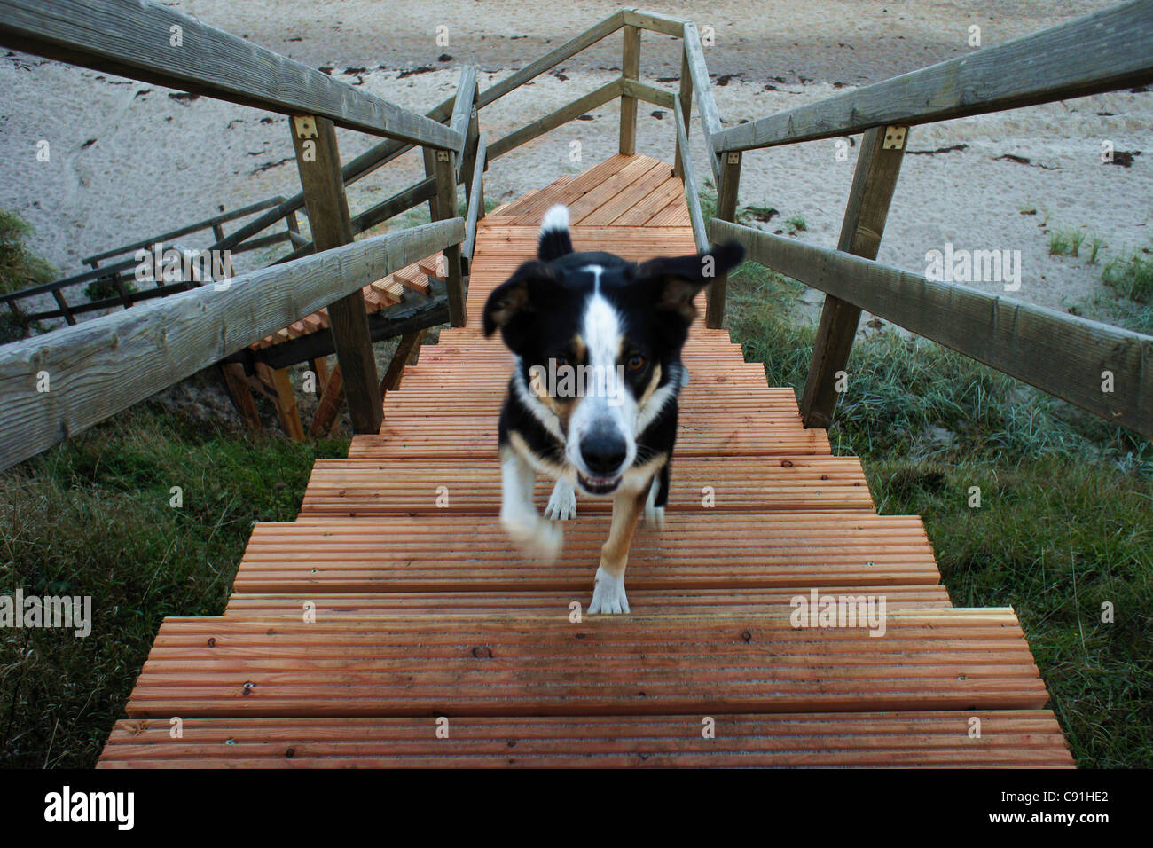 Dog running upstairs Beach Kraksdorf Schleswig Holstein