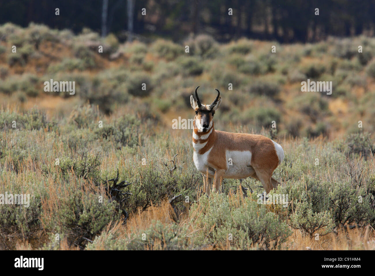 Pronghorn antelope, Yellowstone National Park Stock Photo - Alamy