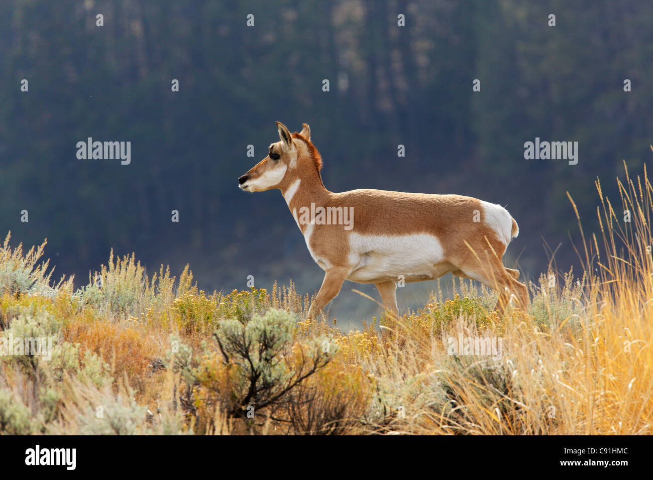 Pronghorn antelope, Yellowstone National Park Stock Photo