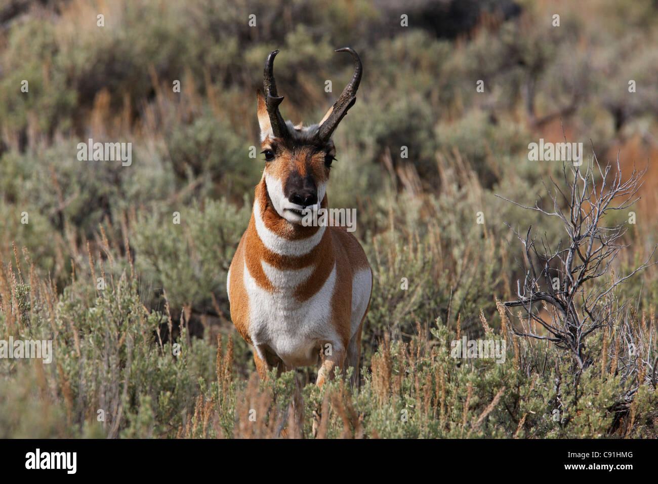 Pronghorn antelope, Yellowstone National Park Stock Photo - Alamy