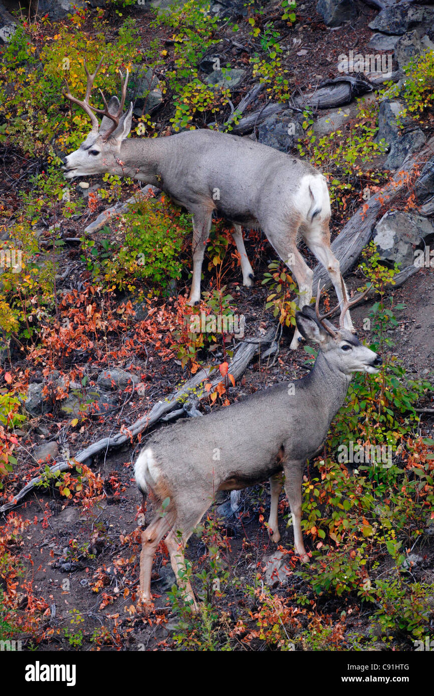 Blacktailed Deer, Yellowstone National Park Stock Photo Alamy