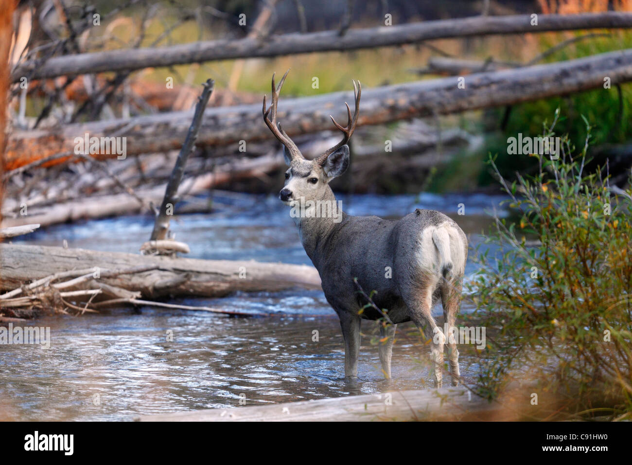 Black-tailed Deer, Yellowstone National Park Stock Photo