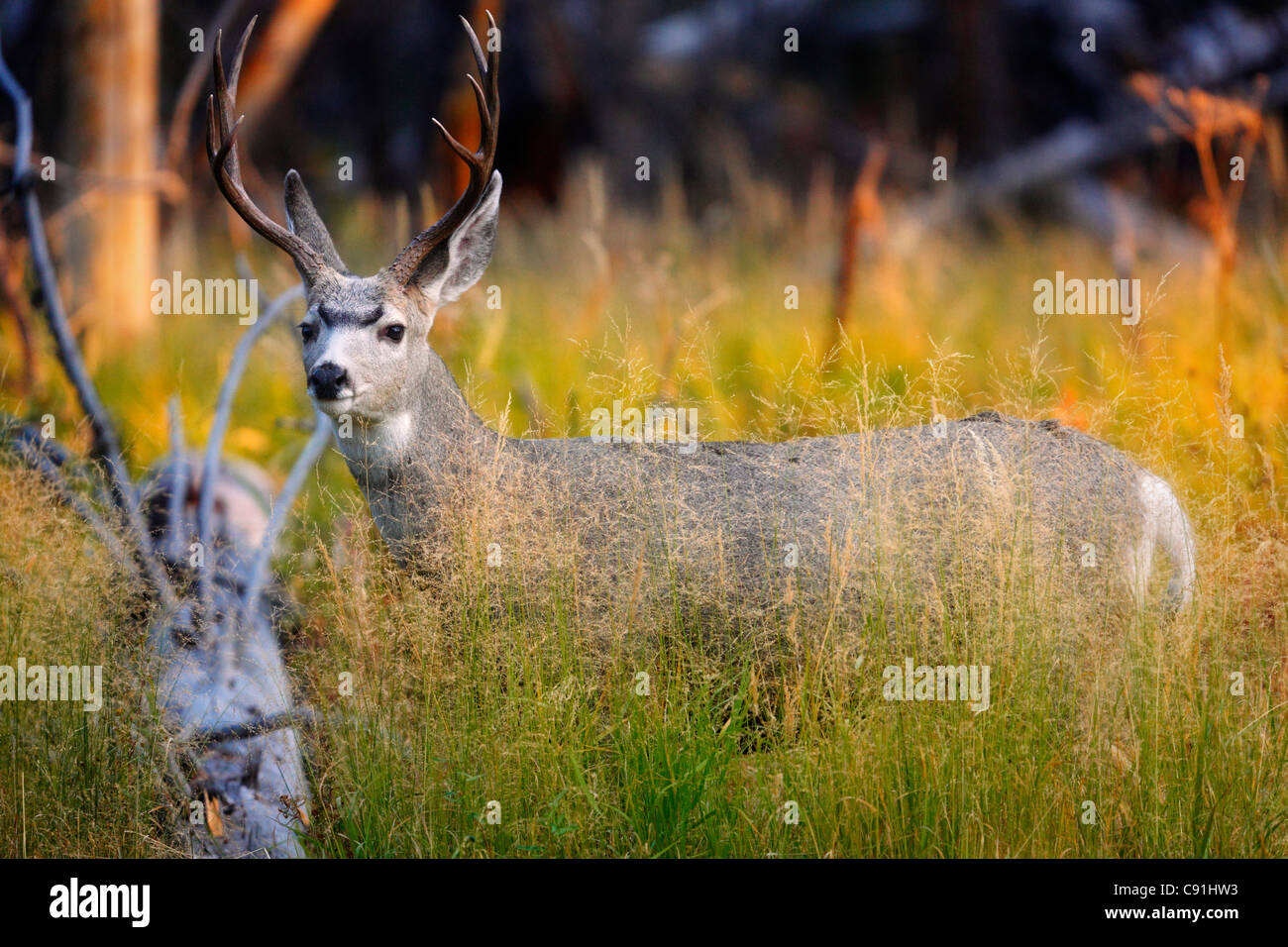 Blacktailed Deer, Yellowstone National Park Stock Photo Alamy