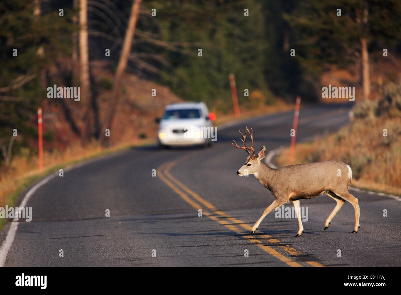 Black-tailed Deer, Yellowstone National Park Stock Photo