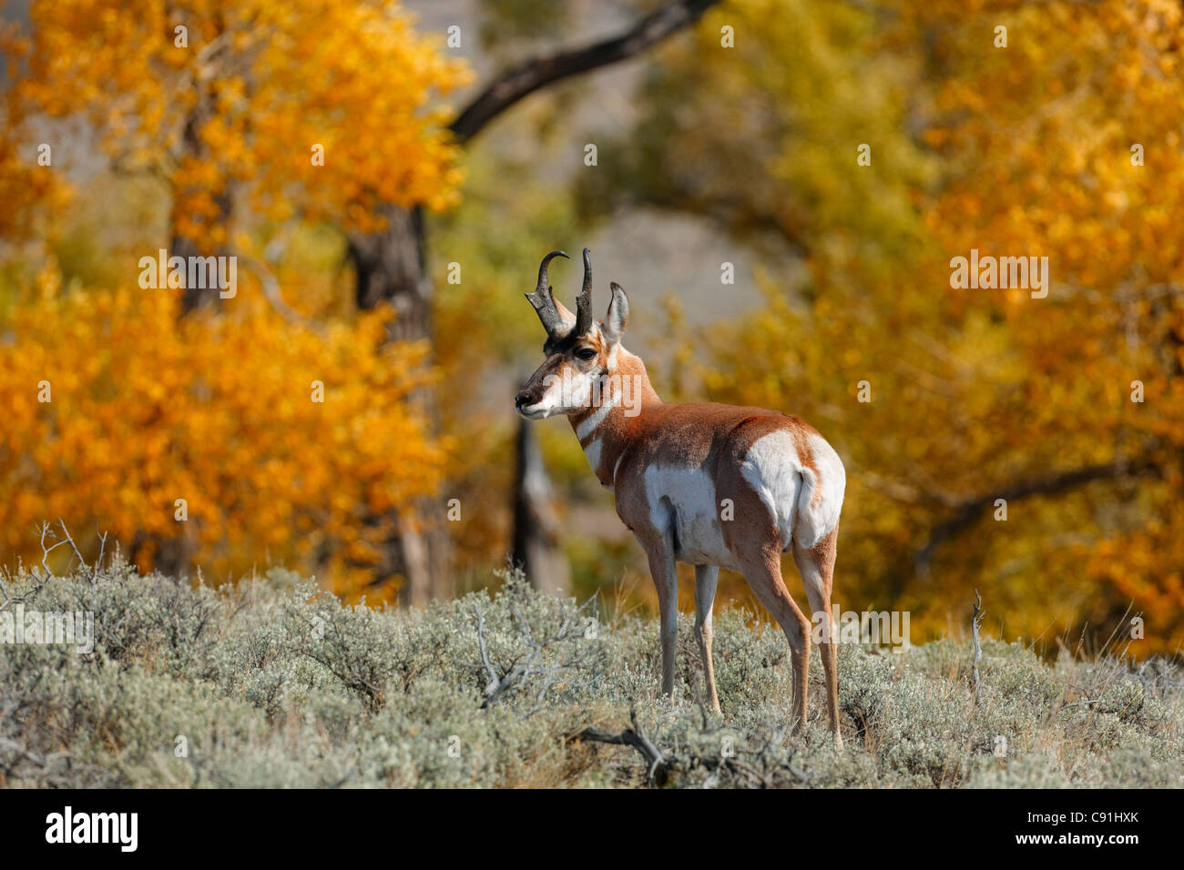Pronghorn antelope, Yellowstone National Park Stock Photo